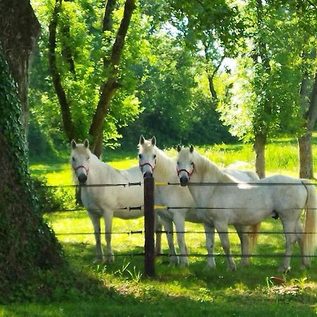 Maison De Campagne Au Coeur D'Un Elevage De Poneys Connemara Le Landreau 외부 사진