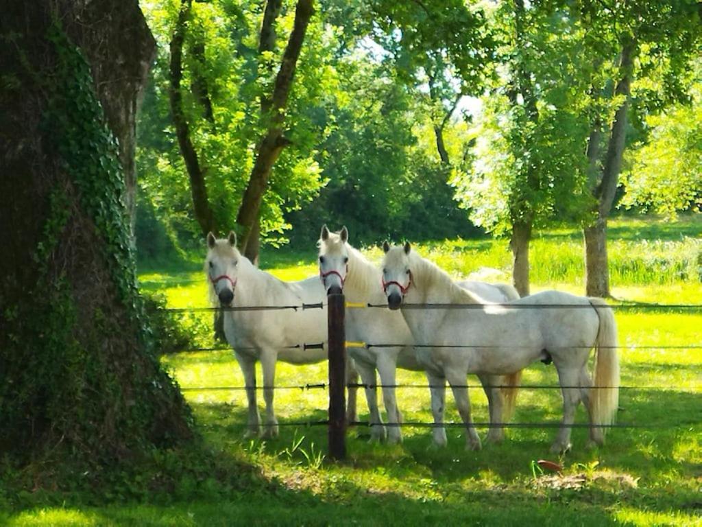 Maison De Campagne Au Coeur D'Un Elevage De Poneys Connemara Le Landreau 외부 사진