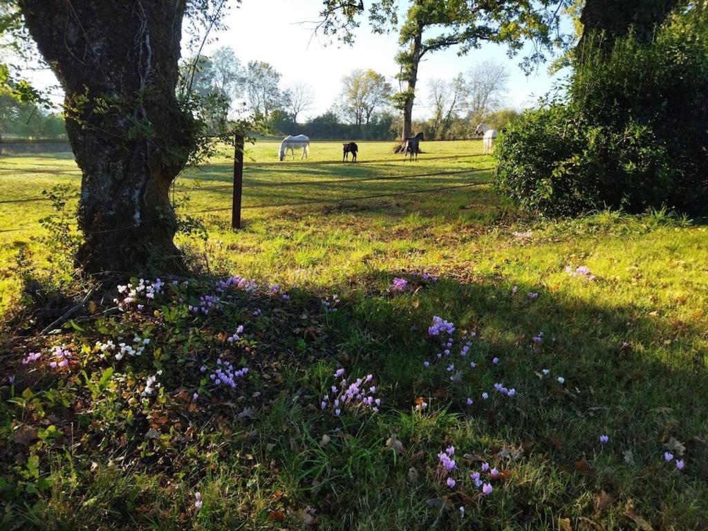 Maison De Campagne Au Coeur D'Un Elevage De Poneys Connemara Le Landreau 외부 사진